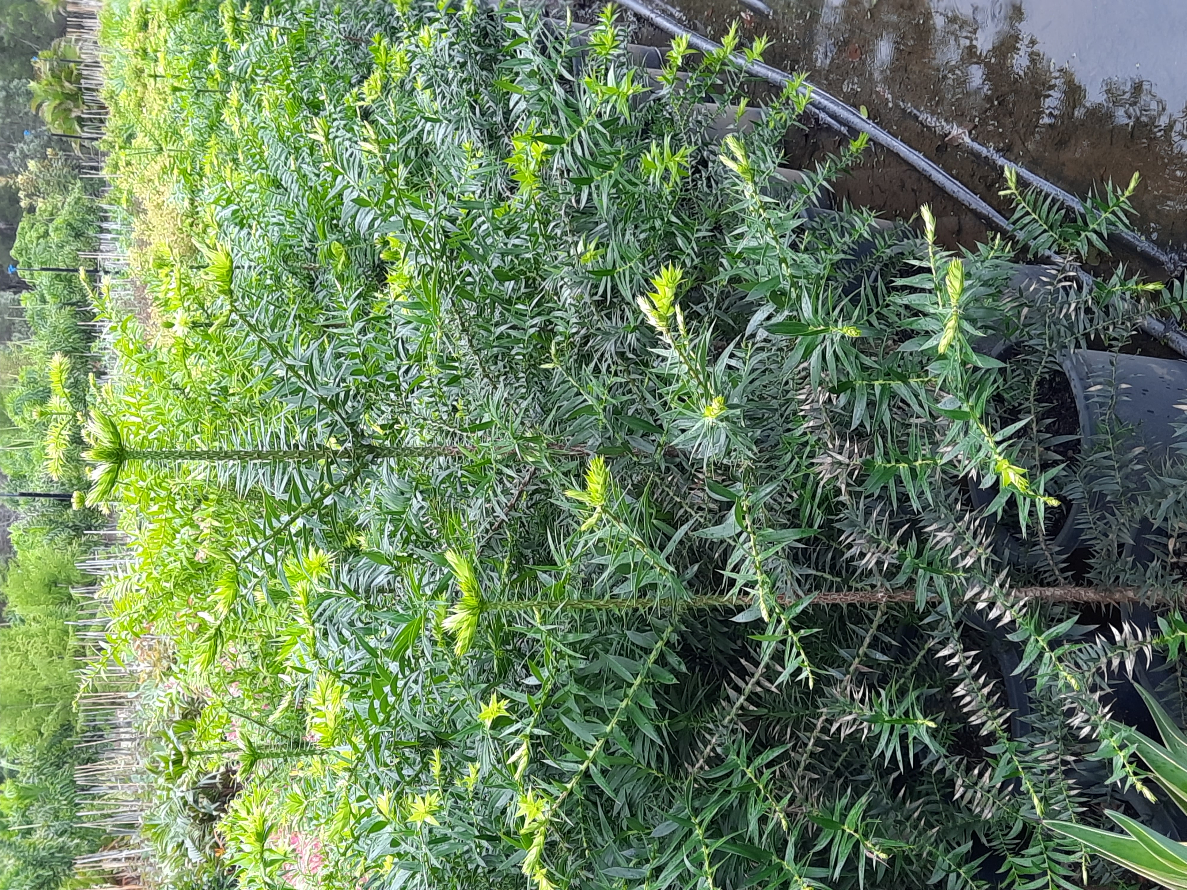 Araucaria Bidwillii - Bunya Pine